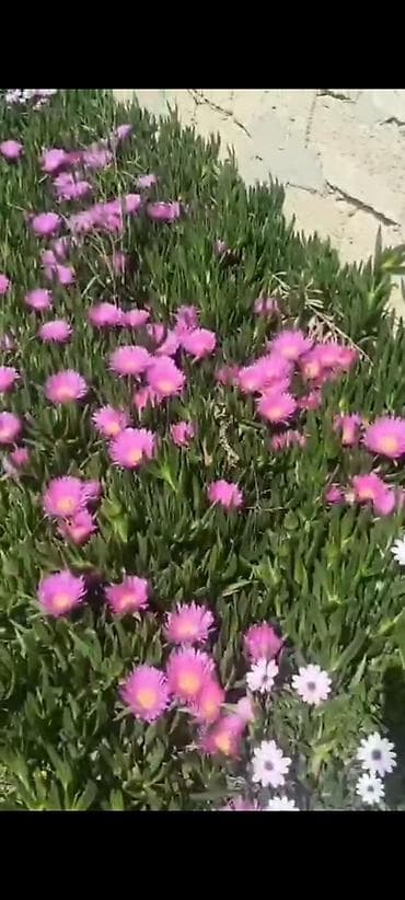 qazon bicen satilir: Buzçiçəyi (Lampranthus/Delosperma) – yerörtən dekorativ sukulent - — 1
