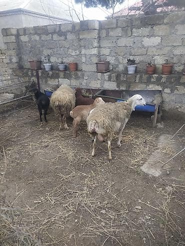 qoyun quzu satisi: Qoyun və quzular – təsərrüfat üçün hazır sürü - Bir neçə ana qoyun və — 3