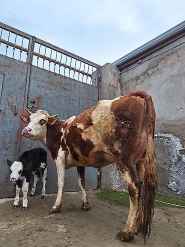 Atlar: 14 litir süd verir 7 gündü doğub 3 qarına doğub balası erkəydi — 8