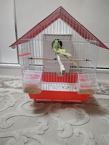 Heyvanlar üçün mallar: Dalmatin rəng çalarlarında dalğalı tutuquşu (budaq üstündə oturan — 1