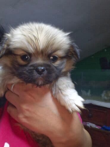 ucuz bala pişiklər: Pekines erkey sip sirin — 3