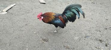 домик для большой собаки: Cüt dekorativ toyuq: rəngarəng xoruz və yüngül rəngli fere xoruz — 6