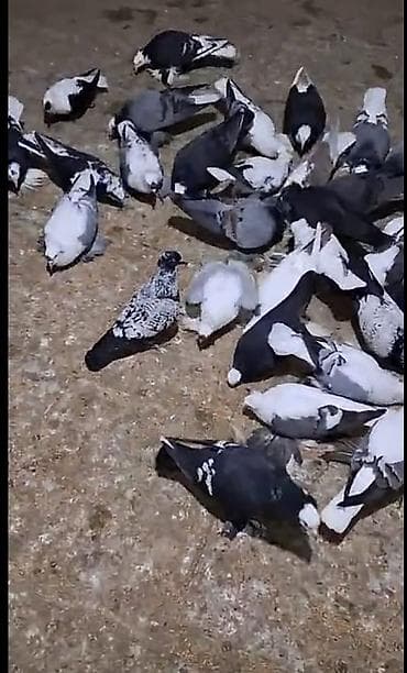 Quşlar: Məhsul: Ev göyərçinləri – müxtəlif rəng və naxışlarda dekorativ və — 3