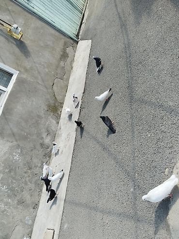 aksolotl satışı: Satılır tərcitmə quşlar 30 quş gəncə 150 manat — 4