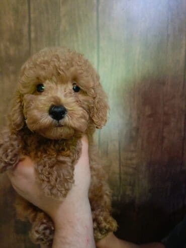 Pudel, 2 ay, Dişi, Peyvəndli, Ünvandan götürmə