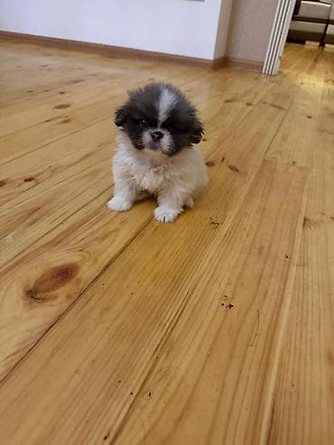 Pekines, 2 ay, Peyvəndli, Ünvandan götürmə, Pulsuz çatdırılma, Ödənişli çatdırılma