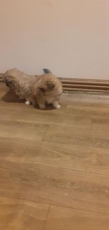 Heyvanlar üçün mallar: Pekines, 1 ay, Peyvəndli — 6