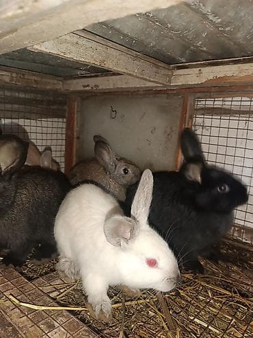 xamyak qefes: Satılır: Ev şəraitində yetişdirilən dekorativ/ferma dovşanları — 5