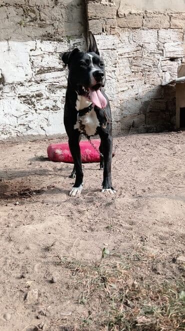 baskervillerin iti: Pitbul, 2 il, Erkek, Cütləşmə üçün — 4