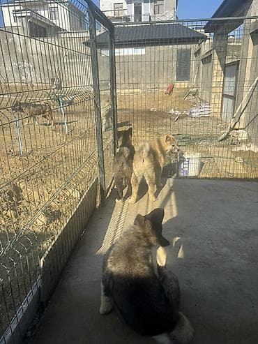 pers pisiyi satilir: Akita-inu, 6 ay, Erkek — 8