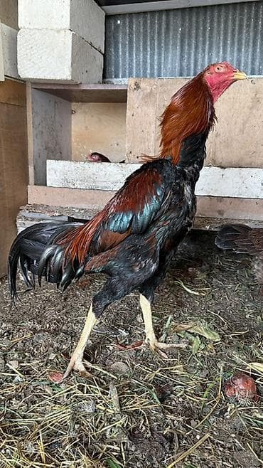 Gəmiricilər: Xüsusi cins xoruzymetde endirim olacaq VP işdiyir 0504641393 - Cins — 2