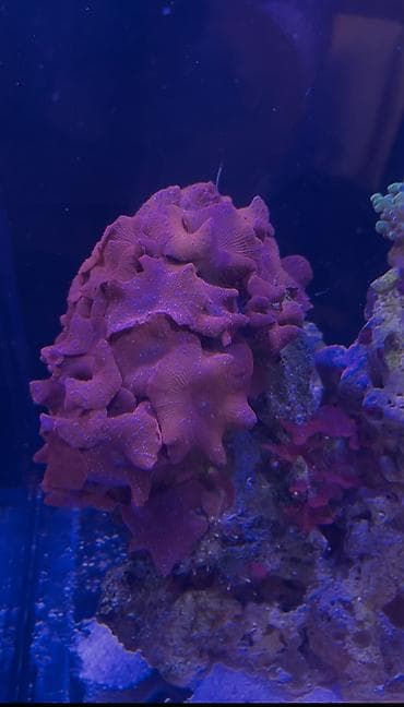 akva ayaqabılar: Hazir okean akvariumu satilir icinde dashi qumu 3 ilbizi musherom — 7