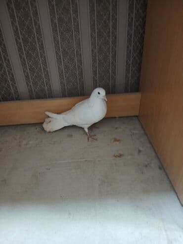 ayliq 10 azn internet: Ağ rəngli göyərçin - Tamamilə ağ lələk örtüyü, səliqəli görünüş - — 1