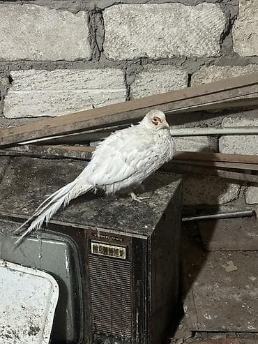 Toyuq: Quşlar 11 aylıqdır bu ay yumurtayacaqlar Qızılı cütü 140 Gümüşü dişi — 1