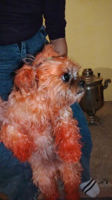 Heyvanlar üçün dərmanlar: Məhsul: Kiçik ölçülü dekorativ it sitsu Təsvir: 10aylıq qiz — 2