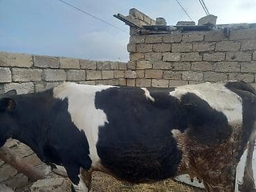 inek simental: Etlik inek — 3