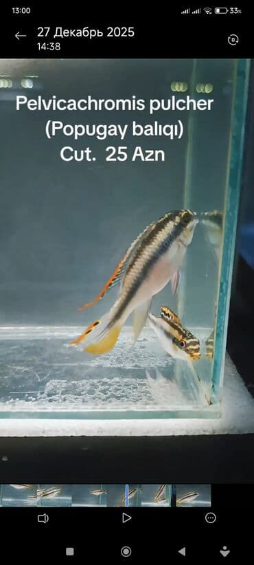 poni qiyməti: Pelvicachromis pulcher. Cut. 25 Azn. ( SON QiYMET !!! ) WhatsApp — 2