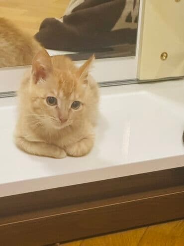 Dişi, Ünvandan götürmə