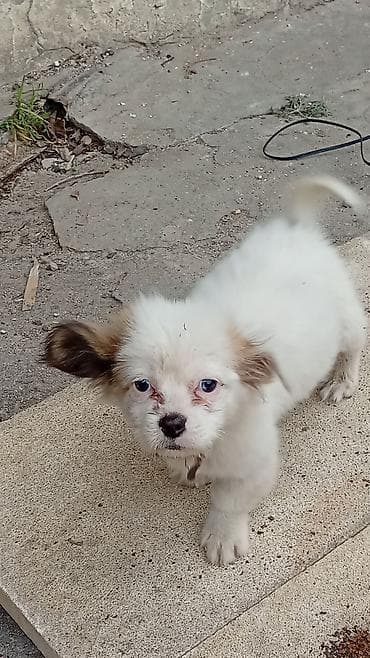 meydan itleri: 2 ay, Erkek — 1