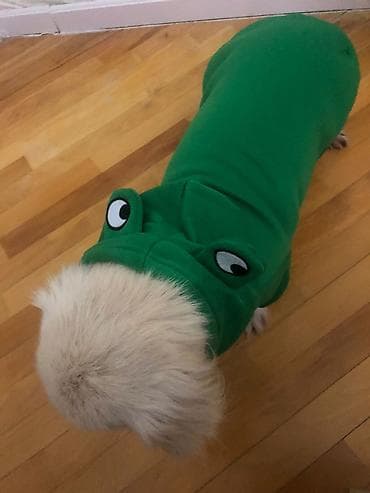 Птицы: Пекинес, 2 года, Самец, С прививками — 2