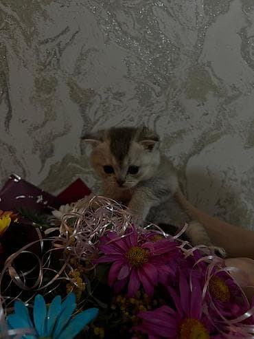 tuksuz pişik: Şotland yastı qulaq — 6