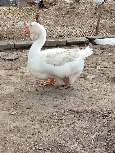 SATILIR CÜT XALMAQOR QAZ XORUZ FƏRƏ QİYMƏT CÜTÜNƏ AYİDİR