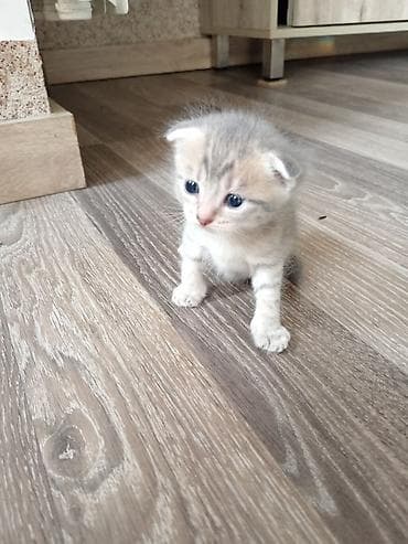 приют для кошек баку: Шотладская вислоухая — 3