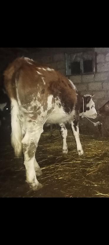 dana 2024: Dugedi 1 yaş üvan celilabdı riyalı alcıyla zengin vursun 1280 deylir — 4