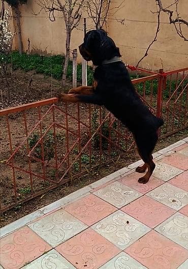 alman afcarkasi satilir: Rotveyler, 7 ay, Dişi, Peyvəndli, Ünvandan götürmə — 7