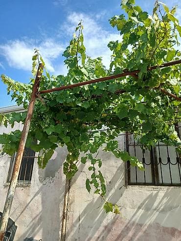 Həyət evi alıram: Nardaran qəs. 3 otaqlı, 3 kv. m, Kredit yoxdur, Orta təmir — 10