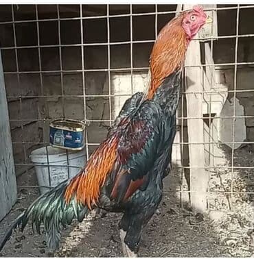 Temiz cins shamo xoruzu 6 ayliqdir hec bir defekti yoxdur saglamligna