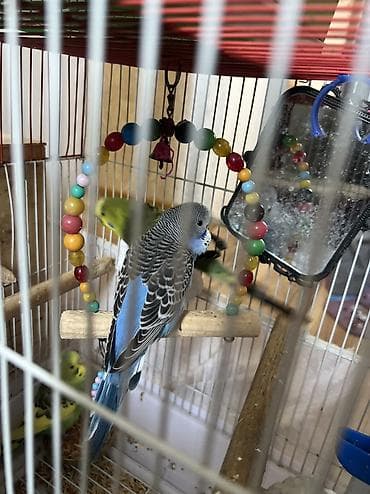 Qəfəslər: Quslar satılır 30 AZN hamsın alan olsa endırım olacag koroyluya — 5