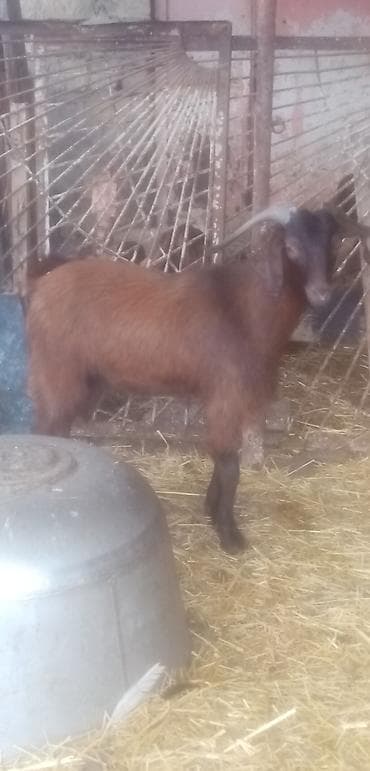 qara mal: Salam qurbanlıq erkekler satılır tek tekde satılır real alıcılar zeng — 4