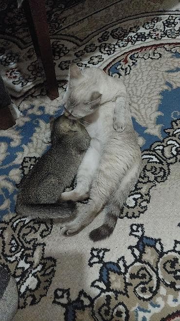 Yaxşı əllərə — 1