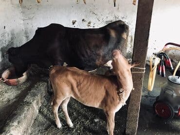 inək adları: Dişi, Simental, il: 3 — 3