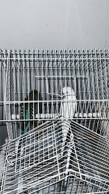 korella quşu: Erkəy və Dişi papuqaylar
qəfəs+yuva üstündə — 3