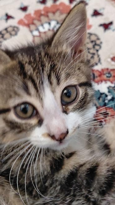 siam pisiyi: Erkək, Ünvandan götürmə — 3