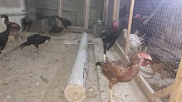 Heyvanlar: Məhsul: Uzunboylu, sərt quruluşlu yerli döyüş/eyni vaxtda ət — 7