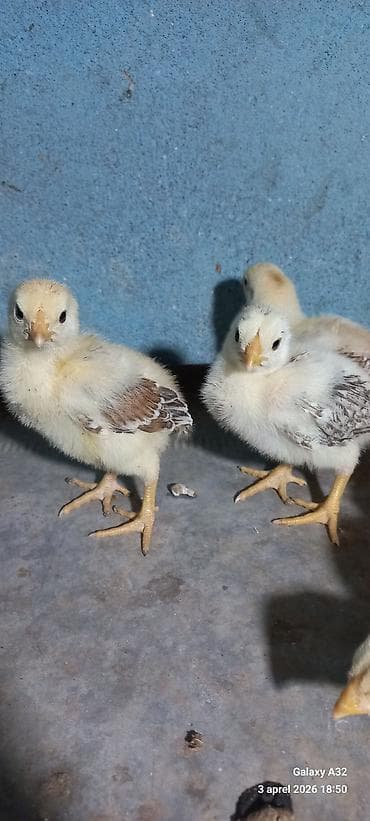 kənt cucəsi: Toyuq, Damazlıq — 2