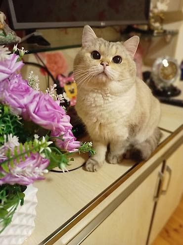 pisik sumkasi: Кот шиншилла колор поинт для вязки — 2