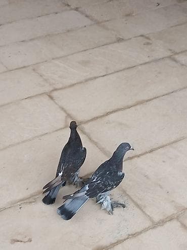 Cüt rəngarəng göyərçin - Növ: dekorativ/oyun göyərçinləri, lələkli