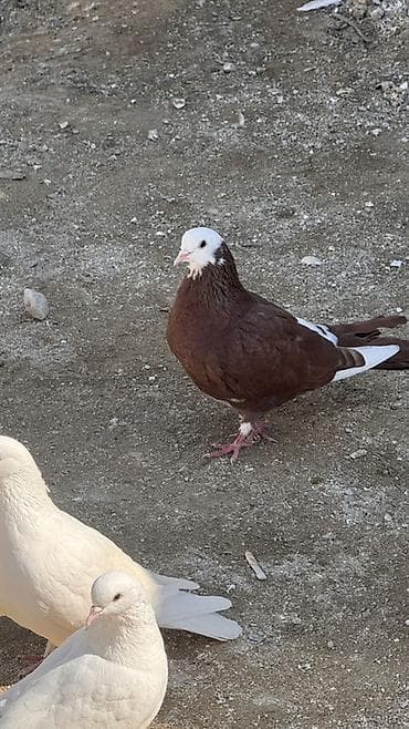 papuqay satisi gence: Növ: Yerli dekorativ/oyun güvercini Təsvir: - Rəng: tünd qəhvəyi — 3