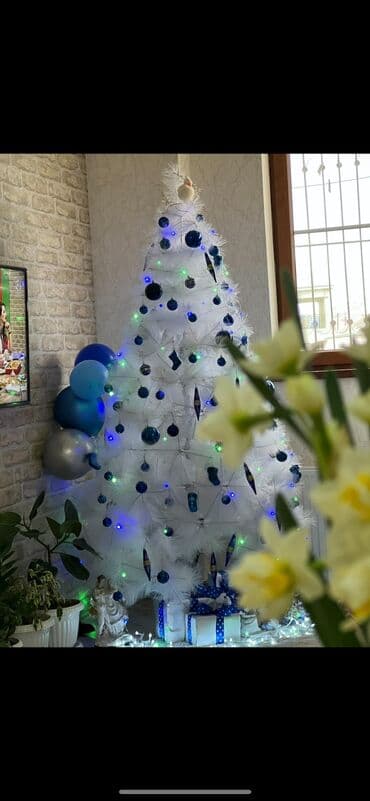 pavloniya ağacı: Yolka 180 sm. Üzerindekiler hamsi verilir. Qiymet 150 azn. Unvan — 2