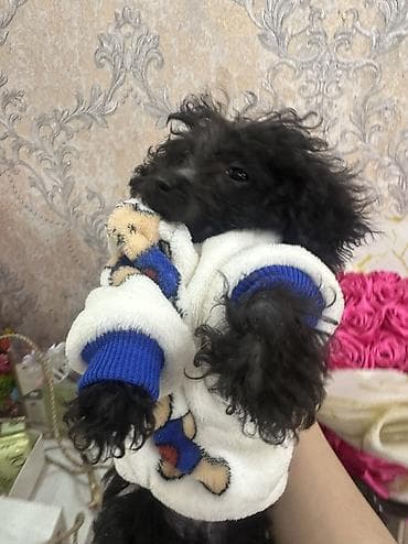lalafo ev heyvanlari: Pudel, 3 ay, Sənədli — 10