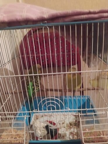 geref qus: Quş qəfəsi və aksesuarları - Material: möhkəm metal barmaqlıqlar — 1