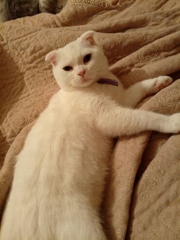 İtlər: Şotland yastı qulaq, Erkək — 1