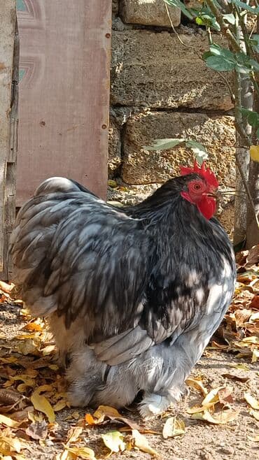 inək satılır: Məhsul: Cins xoruz karlik koxin xoruz satılır 50azn Təsvir: - Böyük — 6