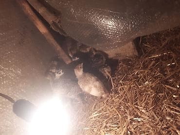 kend cuceleri: Məhsul: Xırda yaşlı hind quşu balaları (papağan/hind toyuğu balası) — 2