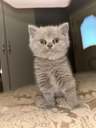 Pişiklər: Britan — 2