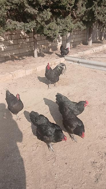 Yemlər: Toyuq, Australorp, Yumurtalıq, Ünvandan götürmə — 8